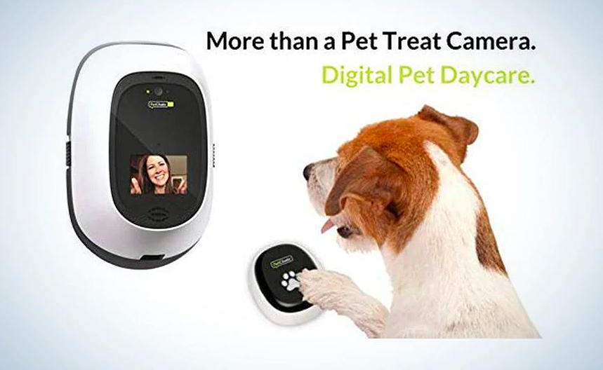 » Love Your Pet! Shops, Pop Ups and Pet Adoptions Near Koreatown