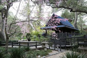 Descanso Gardens Cherry Blossoms near The Pearl apartments in Koreatown, Los Angeles