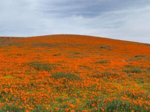 Antelope Valley California Poppy Reserve in Lancaster, California