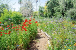 Arlington Garden in Pasadena not far from The Pearl apartments in Koreatown, Los Angeles   