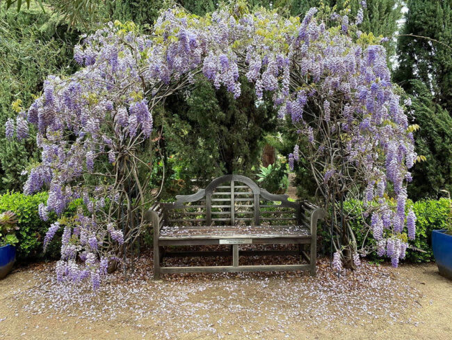 Arlington Garden in Pasadena not far from The Pearl apartments in Koreatown, Los Angeles