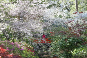 
Descanso Gardens in La Canada, not far from The Pearl apartments in Koreatown, Los Angeles   