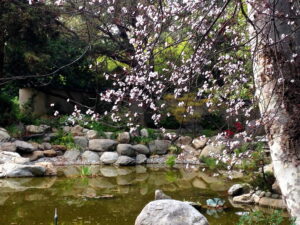 Storrier Stearns Japanese Garden in Pasadena not far from The Pearl apartments in Koreatown, Los Angeles   