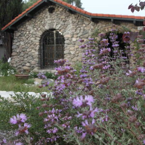 Theodore Payne Foundation in La Canada, not far from The Pearl apartments in Koreatown, Los Angeles   
