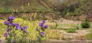 Zuma Canyon Trail in the Santa Monica Mountains not far from The Pearl apartments in Koreatown, Los Angeles   
