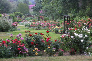 Descanso Gardens  gorgeous gardens near The Pearl apartments in Koreatown, Los Angeles  