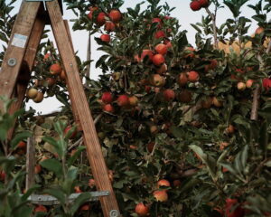 Stone Soup Farm & Heritage Orchard not far from The Pearl apartments in Koreatown, Los Angeles 